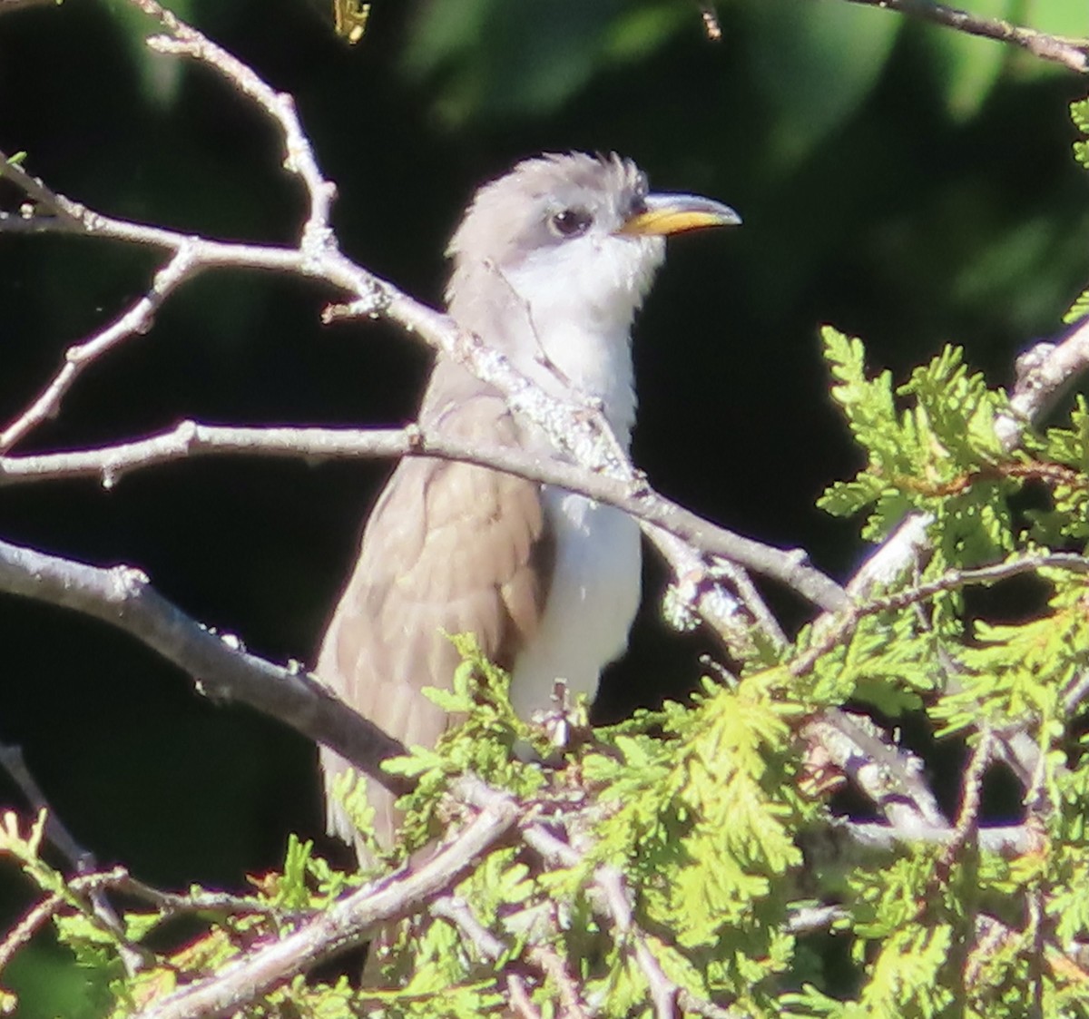 Yellow-billed Cuckoo - ML481171831