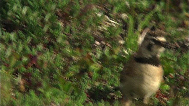 Horned Lark - ML481172