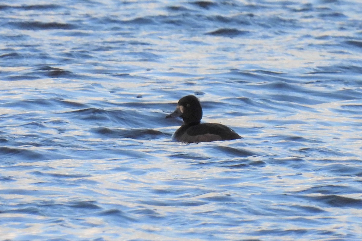 Tufted Duck - ML481172561
