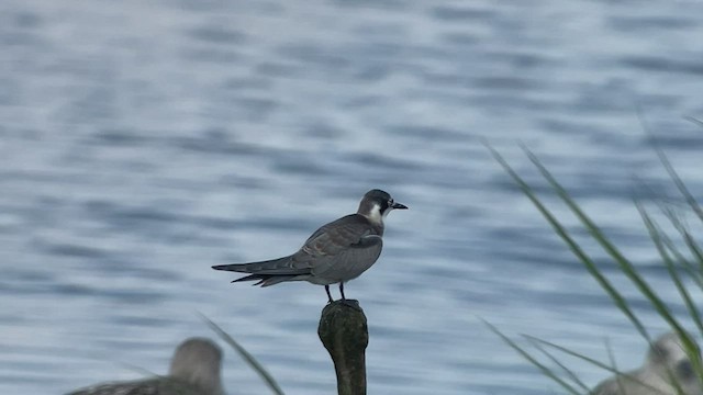 Black Tern - ML481172931