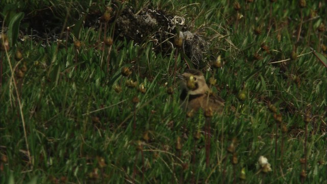 Horned Lark - ML481173