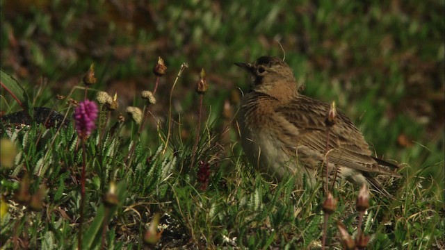 Horned Lark - ML481174