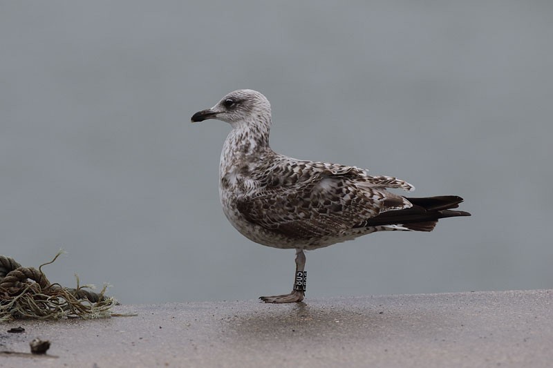 Yellow-legged Gull - Tom Tams