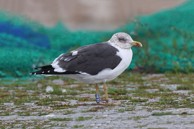 Lesser Black-backed Gull - ML48117481