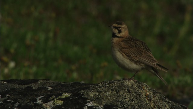 Horned Lark - ML481175