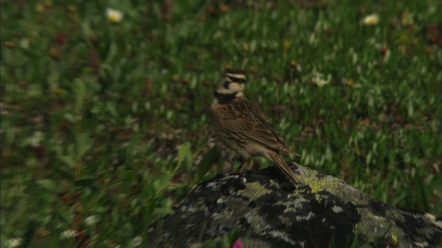 Horned Lark - ML481176