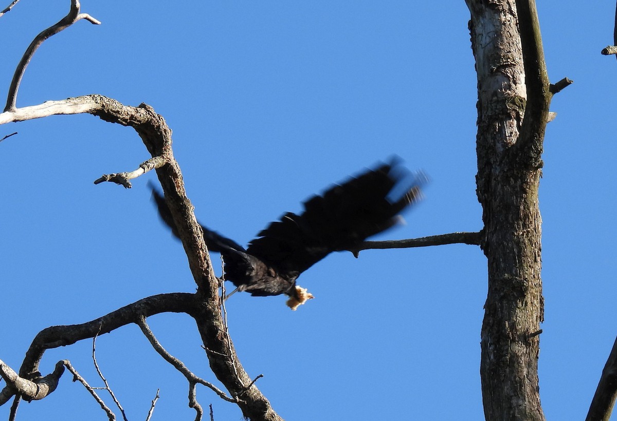 Common Raven - ML481176981