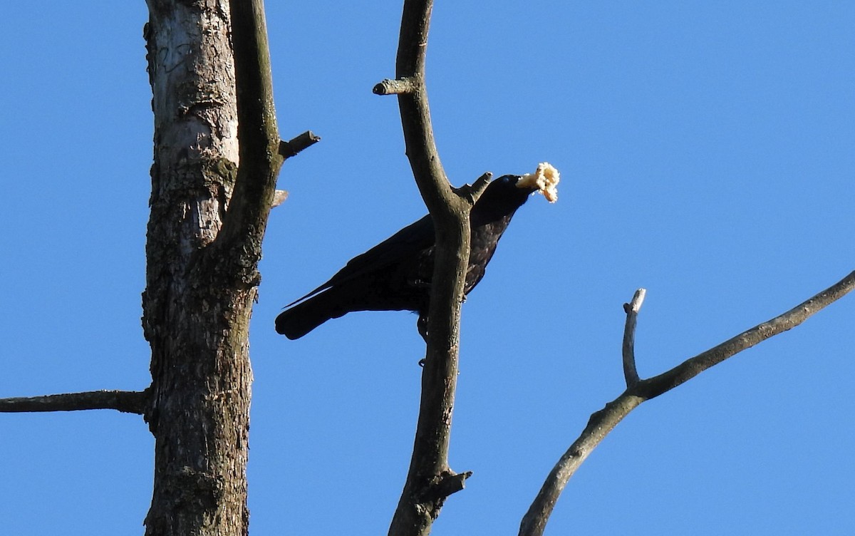 Common Raven - ML481176991