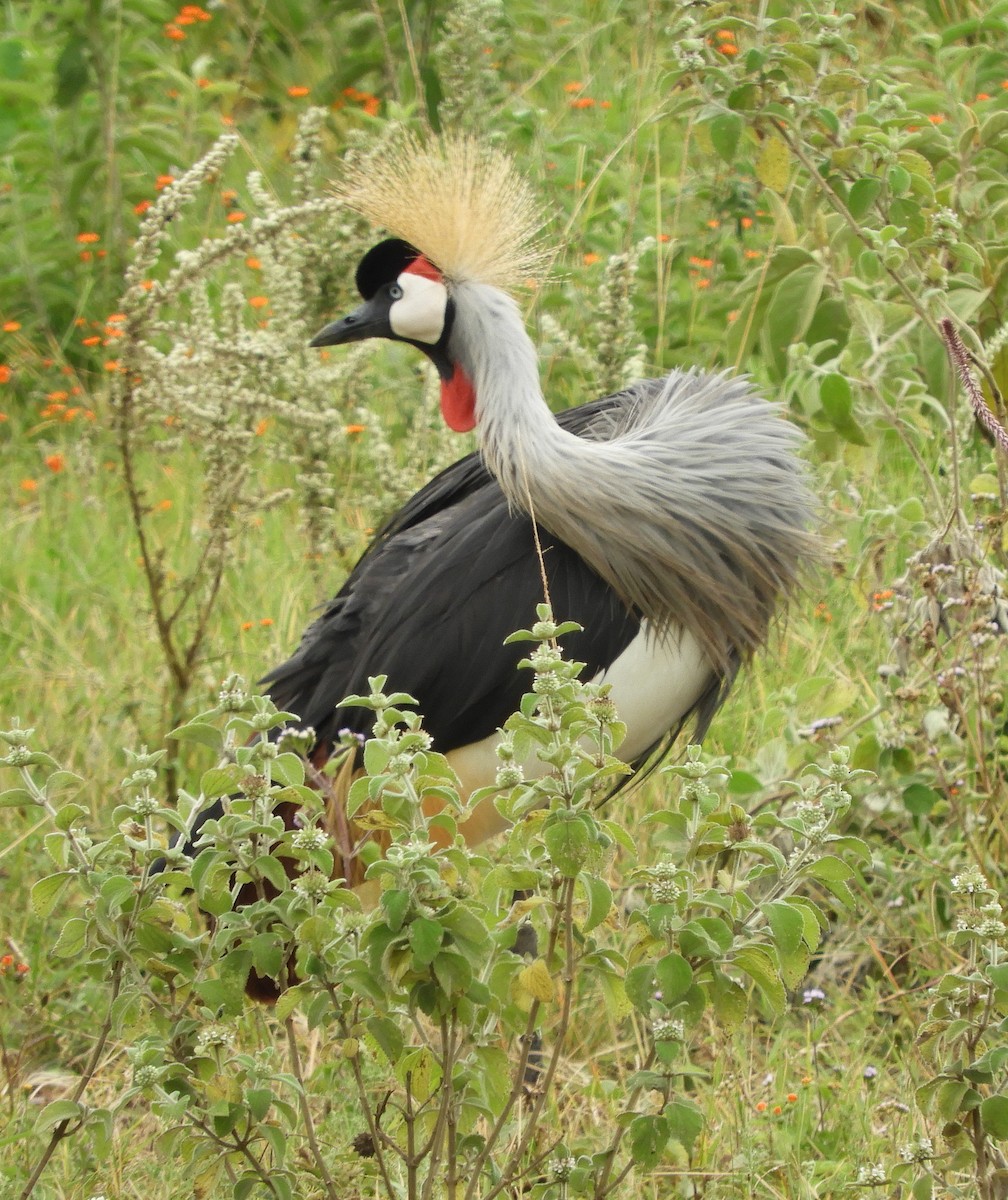 Gray Crowned-Crane - ML481177161