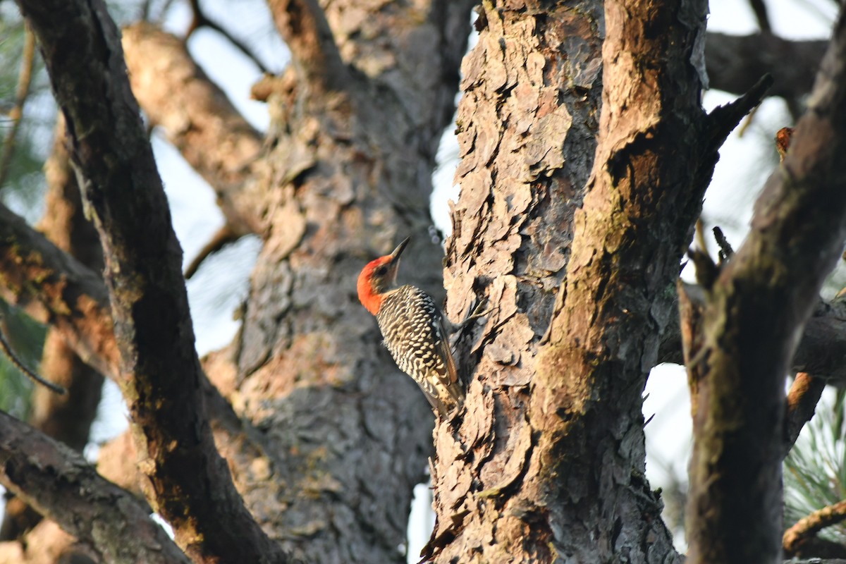 Red-bellied Woodpecker - ML481177221