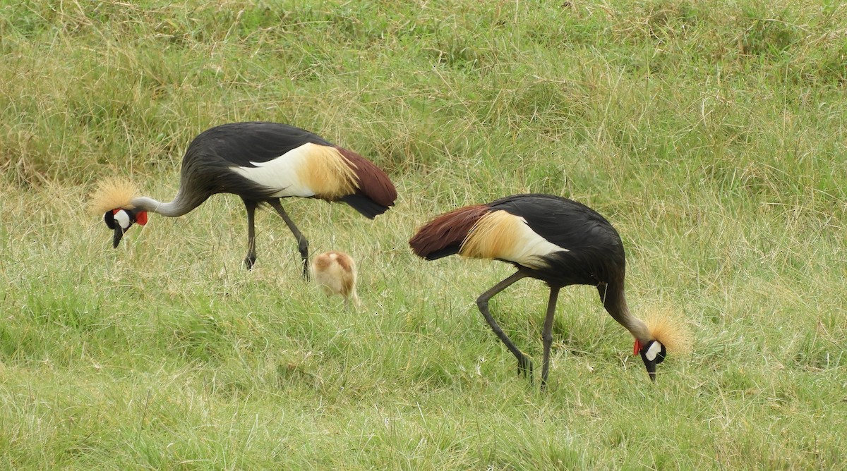 Gray Crowned-Crane - ML481177261