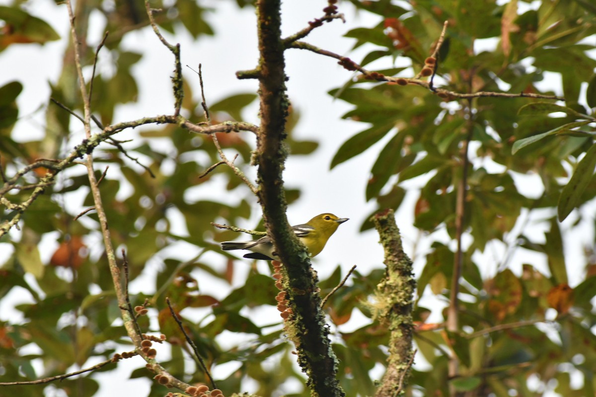 Yellow-throated Vireo - ML481177521