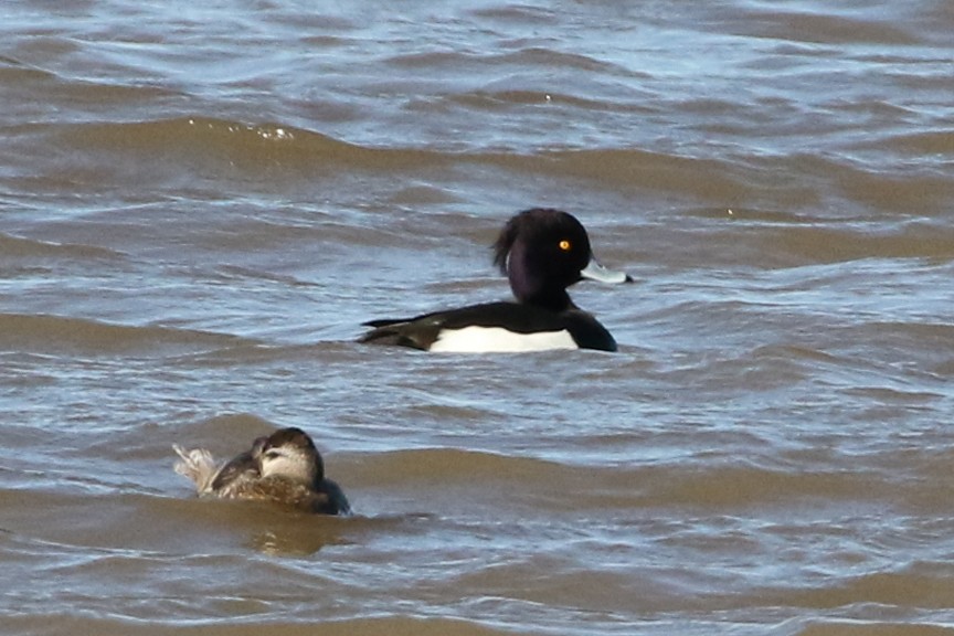 鳳頭潛鴨 - ML48117761