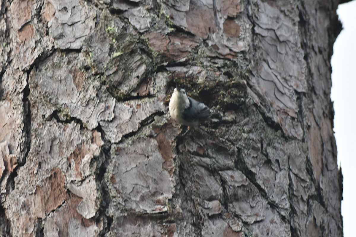 White-breasted Nuthatch - ML481177631