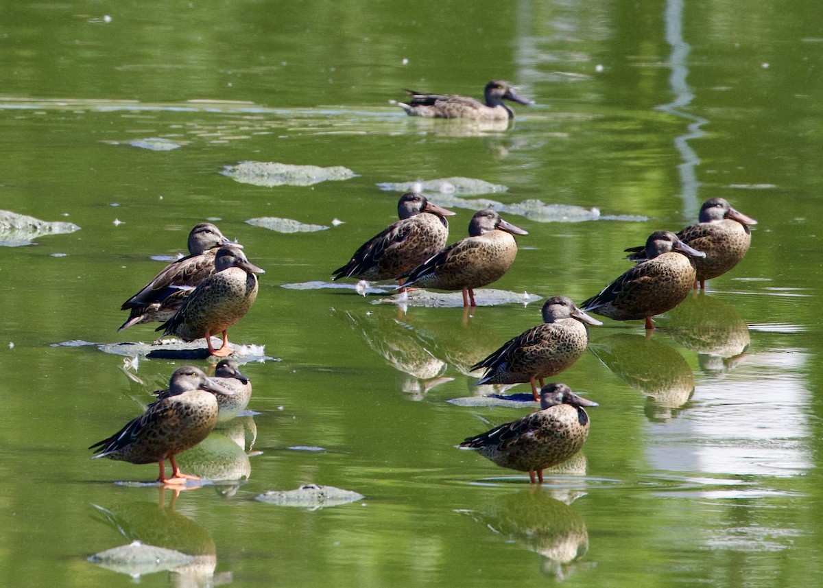 Northern Shoveler - ML481177991