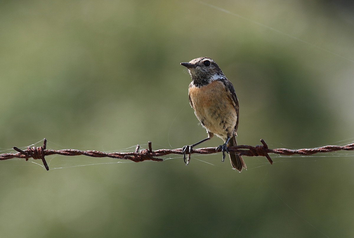 European Stonechat - ML481178011