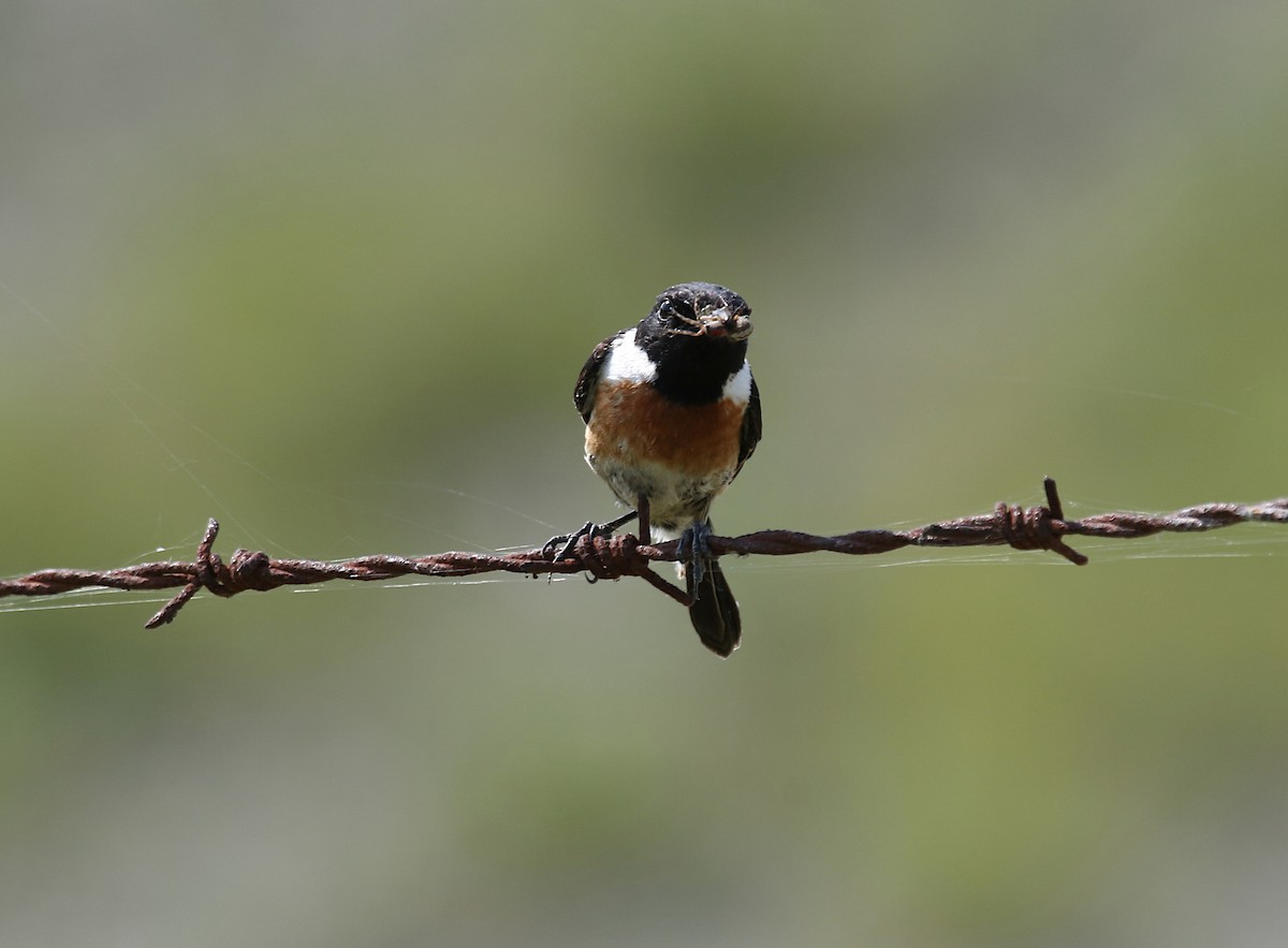 European Stonechat - ML481178031