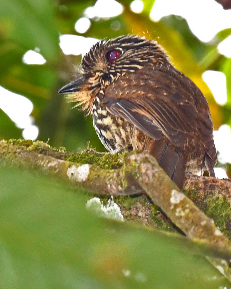 Black-streaked Puffbird - ML481178291