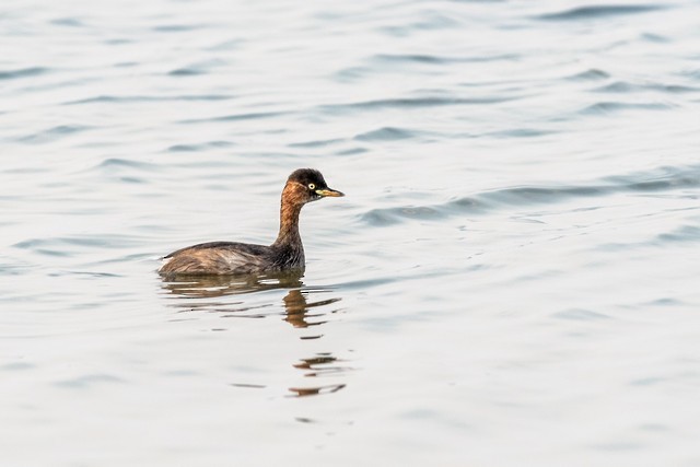 Little Grebe - ML48117851