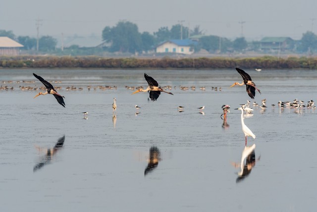 Painted Stork - ML48117861