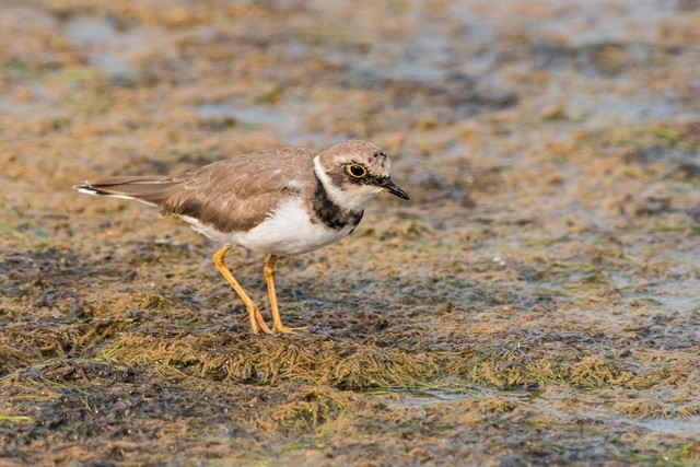 Little Ringed Plover - ML48117881