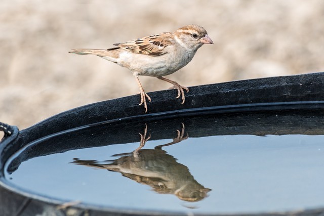 Moineau domestique - ML48117951