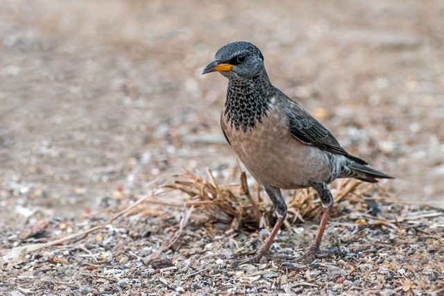 Rosy Starling - ML48117961