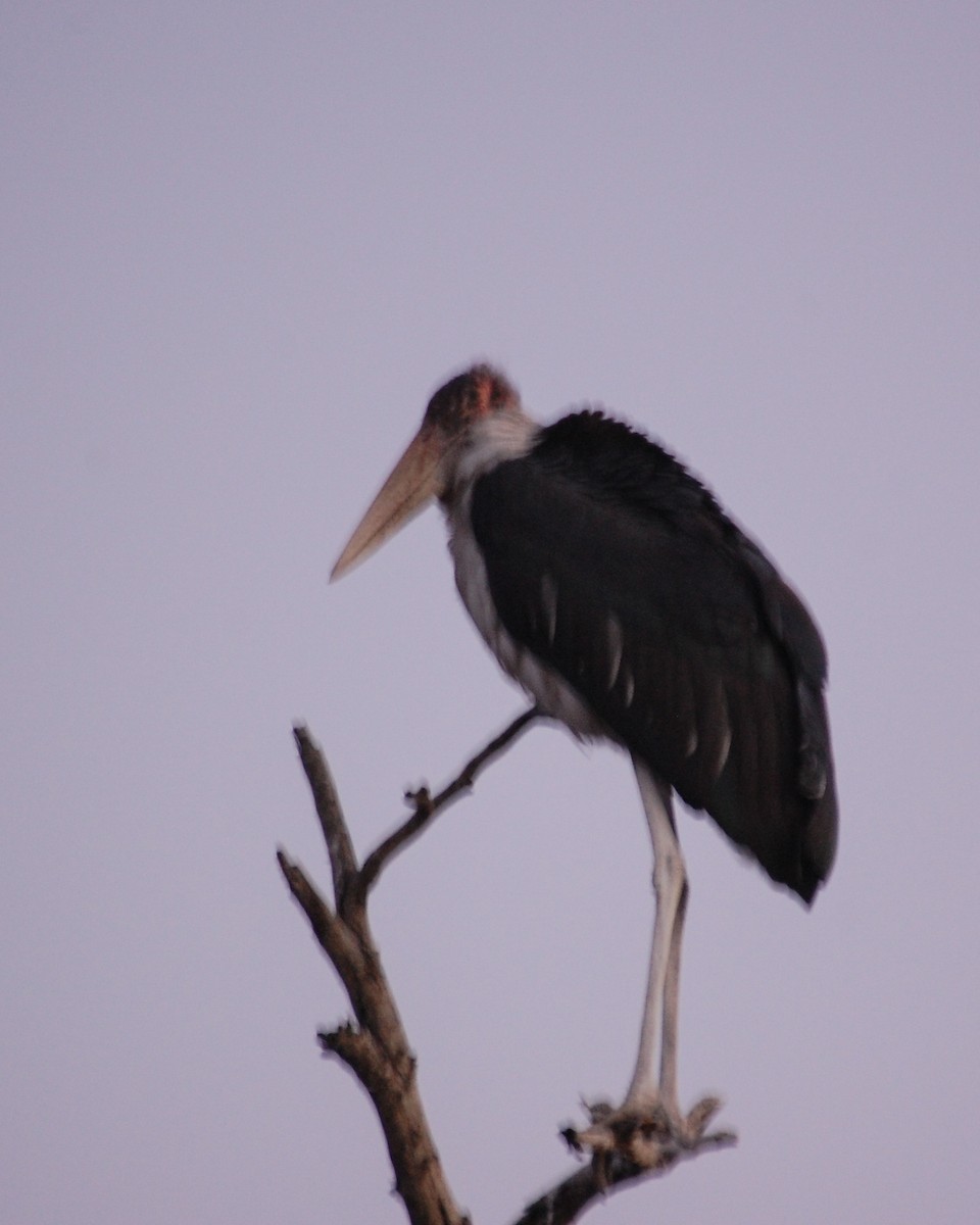 Marabou Stork - David Kirschke