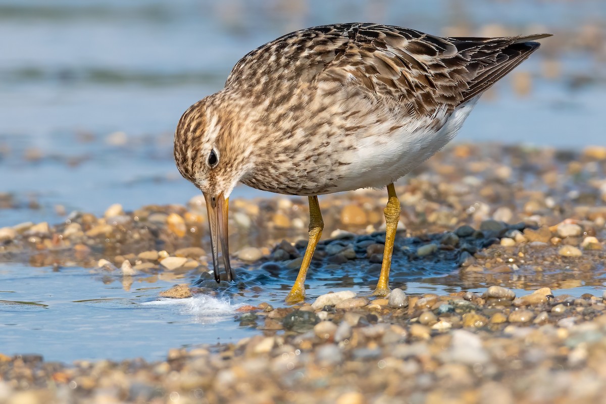 Pectoral Sandpiper - ML481180341