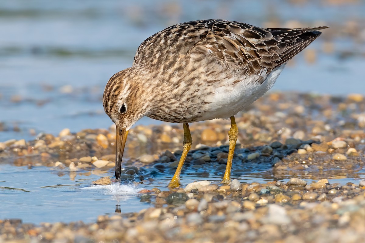 Pectoral Sandpiper - ML481180361