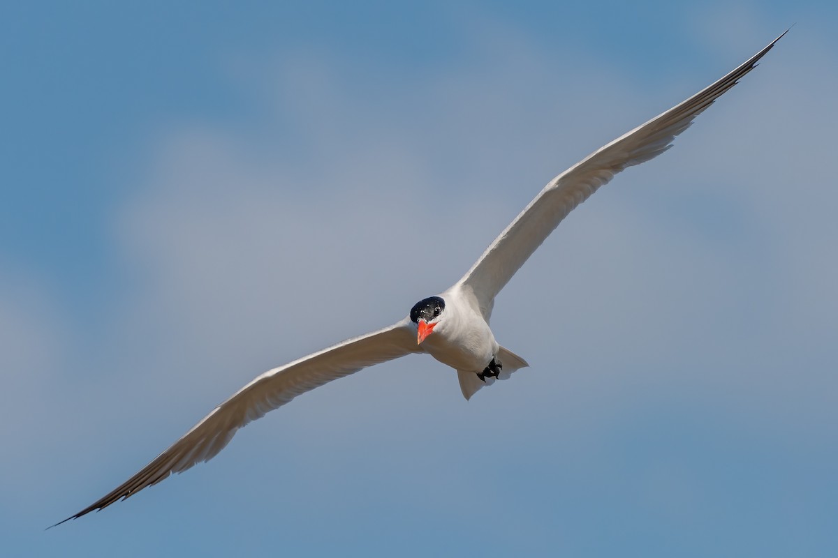 Caspian Tern - ML481180401