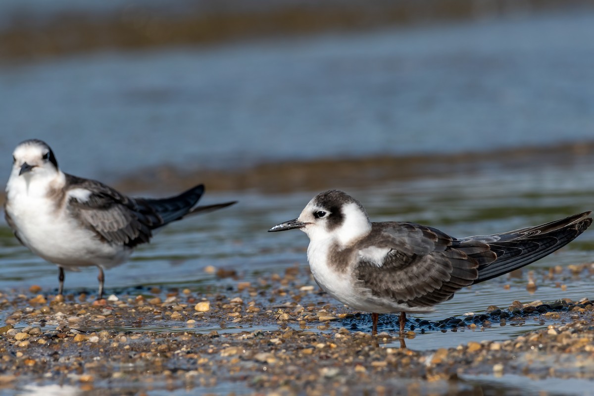 Black Tern - ML481180561