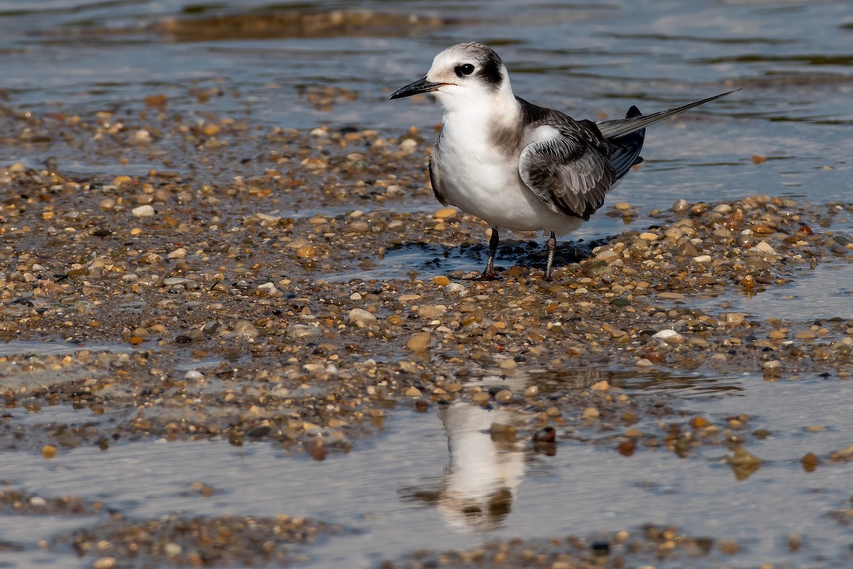 Black Tern - ML481180581