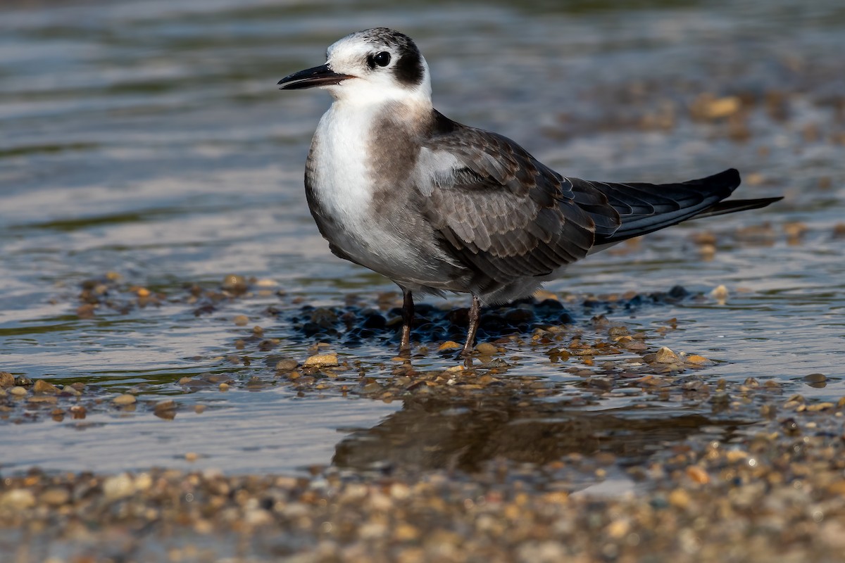 Black Tern - ML481180591