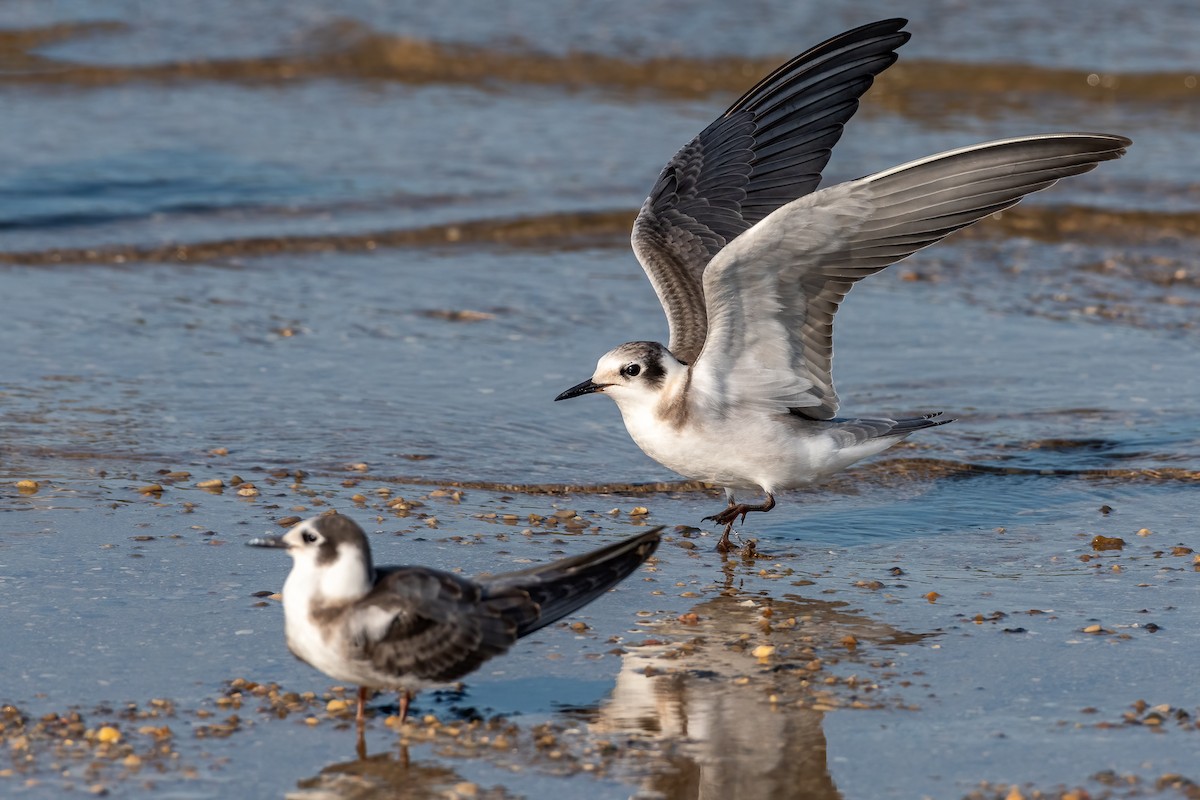 Black Tern - ML481180621