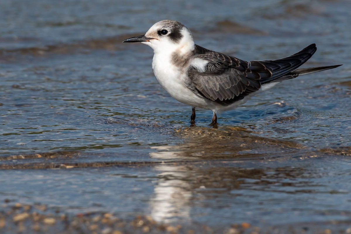 Black Tern - ML481180651