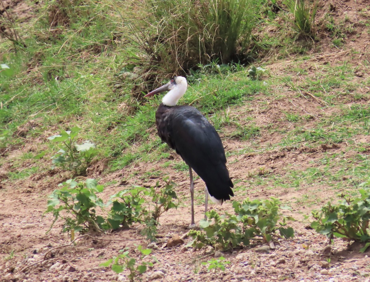 African Woolly-necked Stork - ML481180931