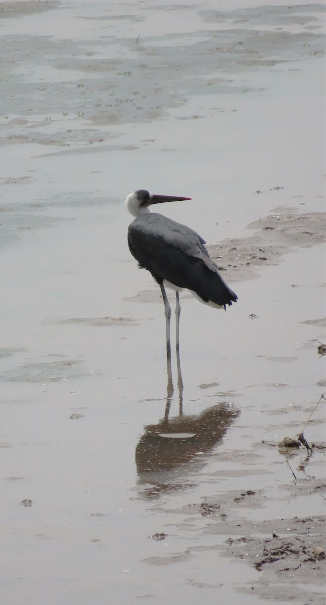 African Woolly-necked Stork - ML481180941