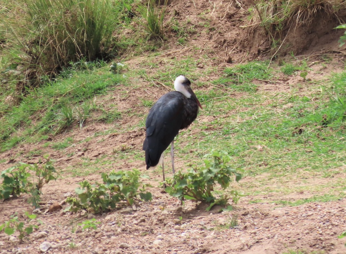 African Woolly-necked Stork - ML481180951