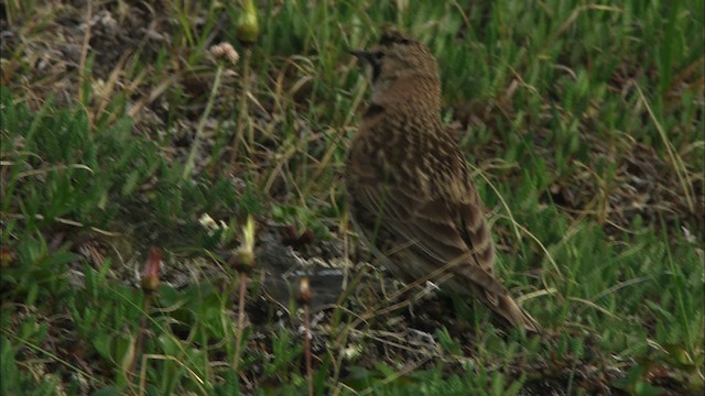 Horned Lark - ML481181