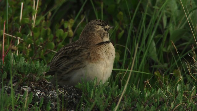 Horned Lark - ML481182