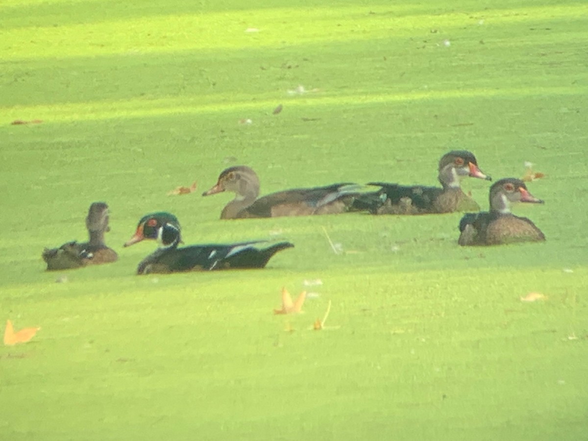 Wood Duck - ML481182251