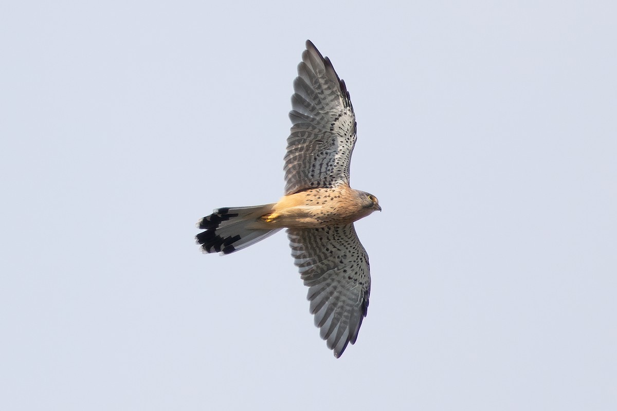 Eurasian Kestrel - Anonymous