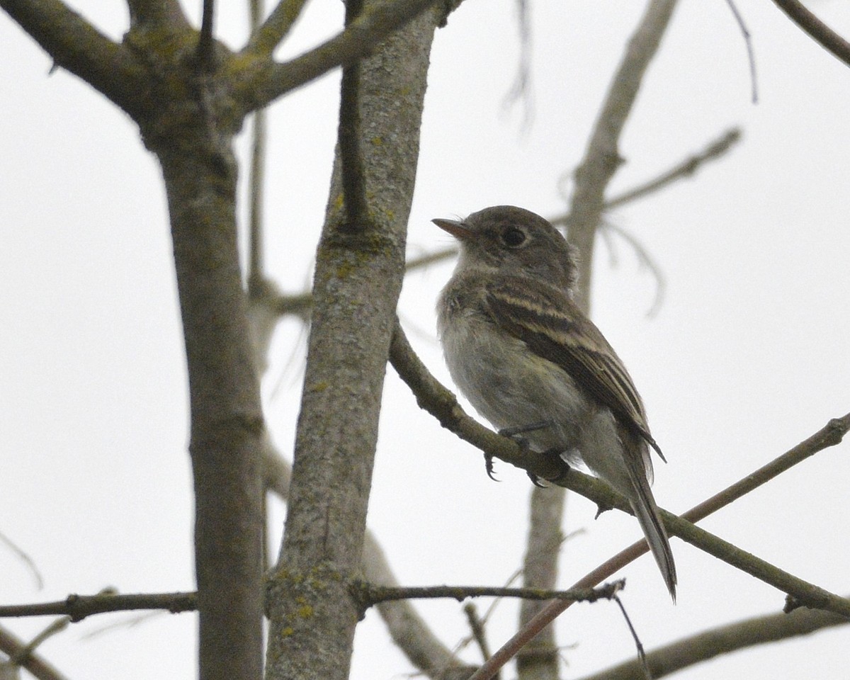 Least Flycatcher - ML481183561