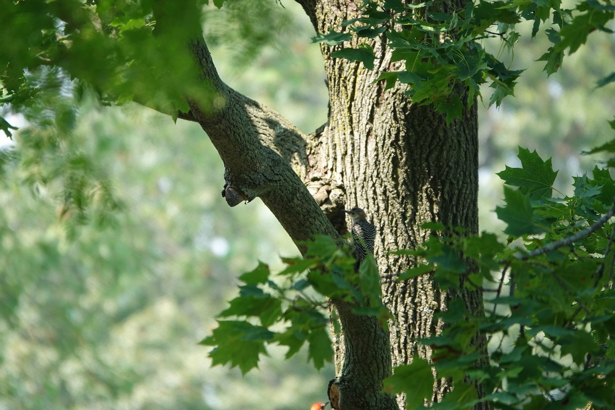Red-bellied Woodpecker - ML481183781