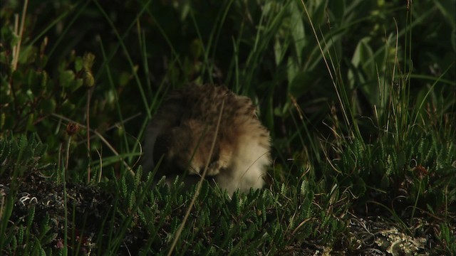 Horned Lark - ML481185