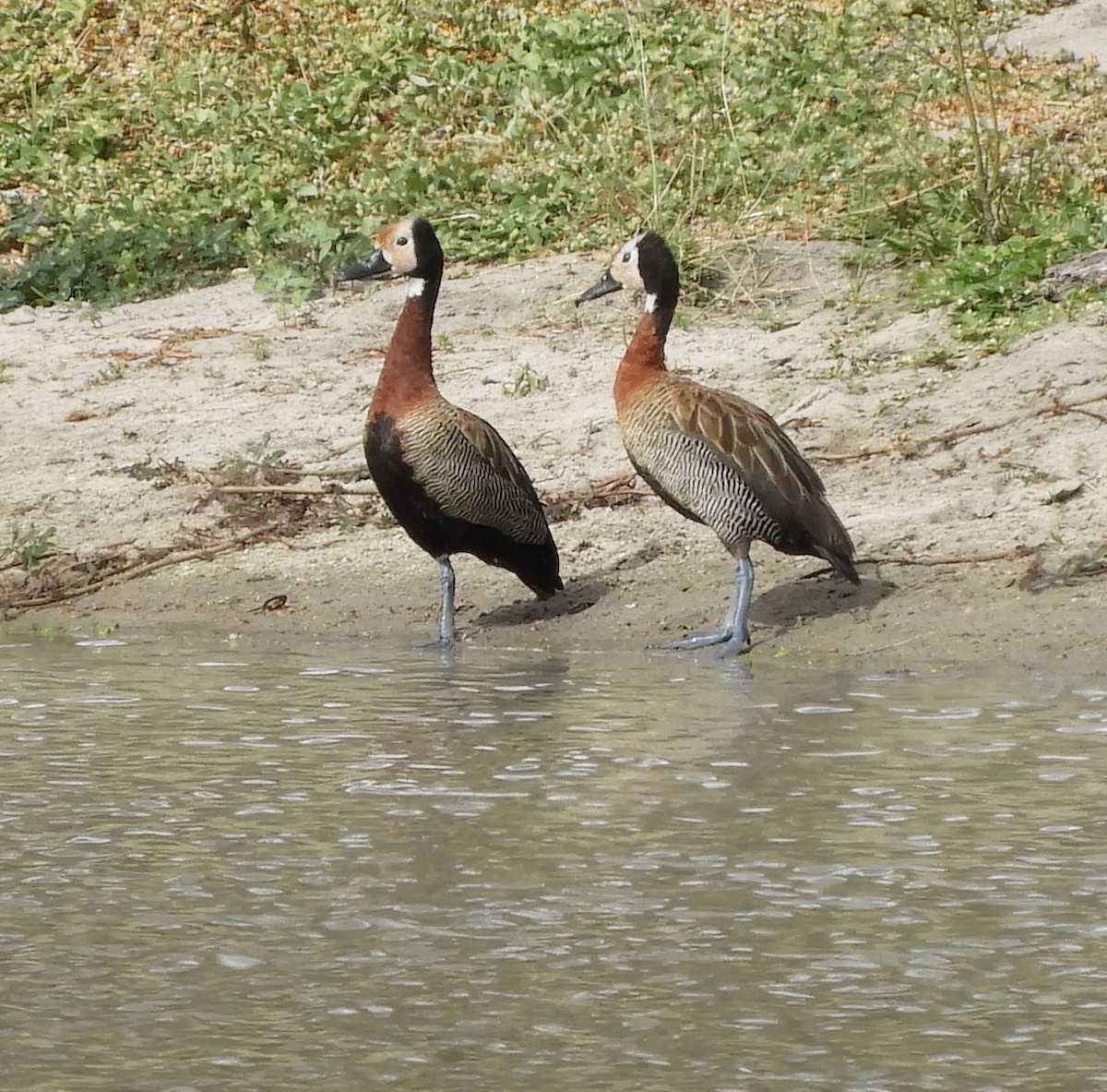 White-faced Whistling-Duck - Don Duprey