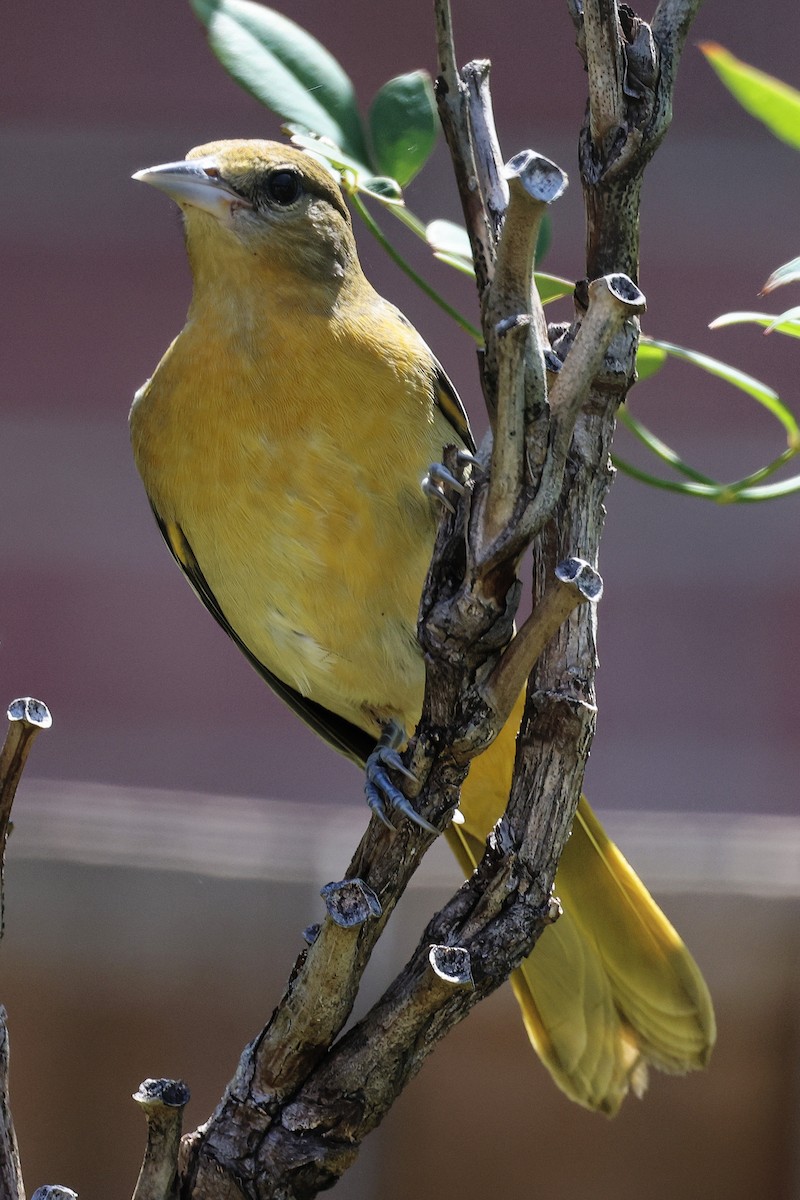 Baltimore Oriole - ML481185781