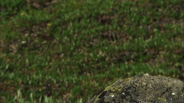 American Robin - ML481187