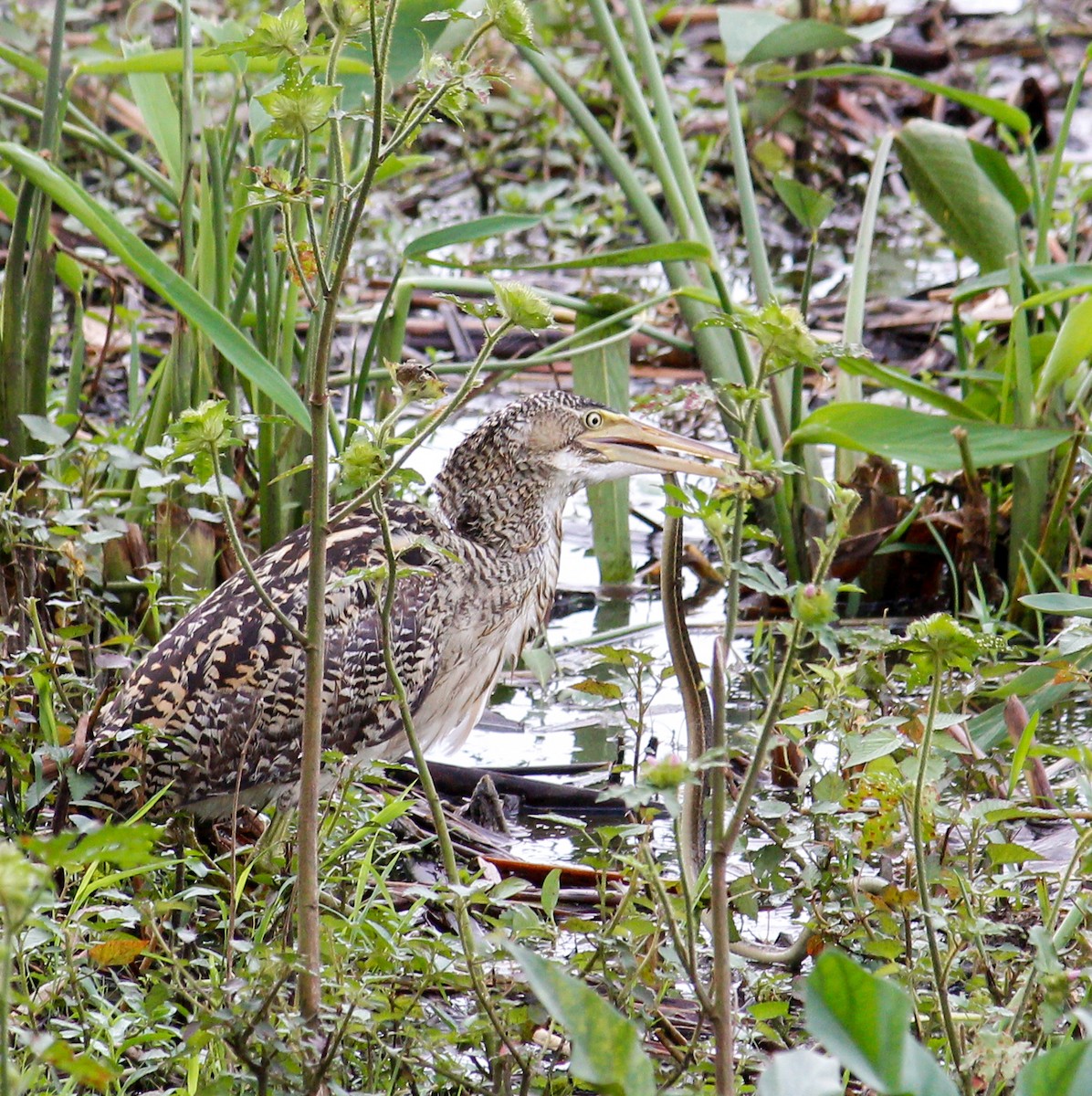 Pinnated Bittern - ML481189141